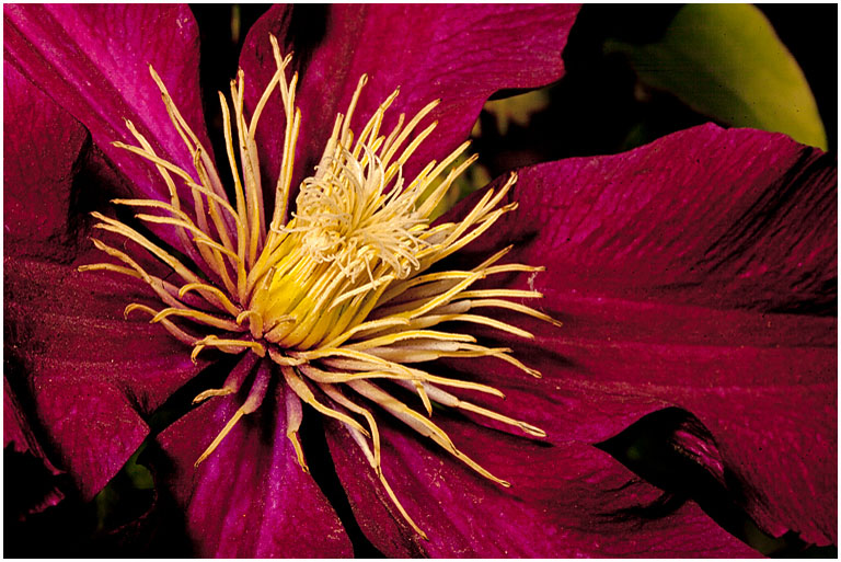 Clematis No 1 PRES s